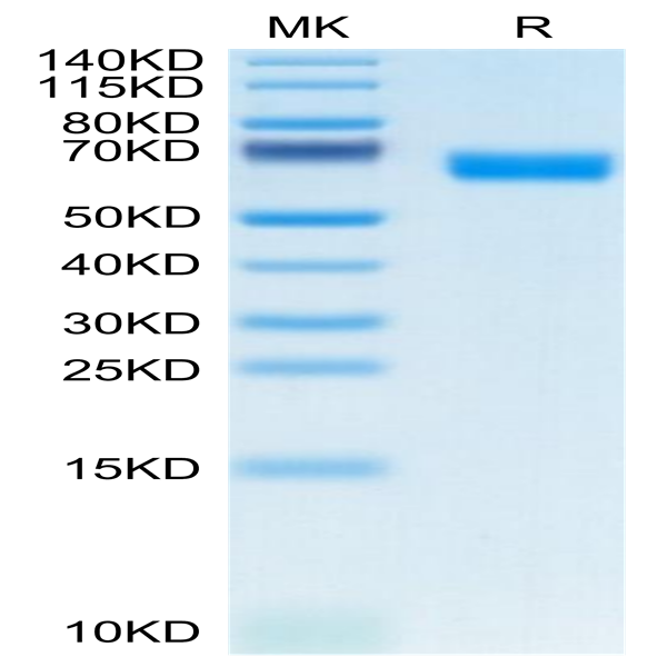Mouse CLEC-1 Protein (CLE-MM201)