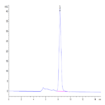 Mouse CLEC4A/DCIR Protein (CLE-MM24A)