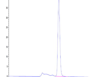 Mouse CLEC4A/DCIR Protein (CLE-MM24A)