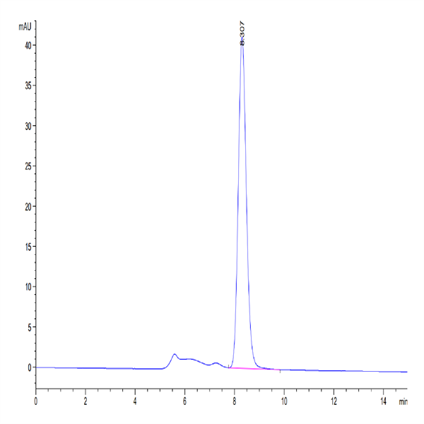 Mouse CLEC4A/DCIR Protein (CLE-MM24A) Mouse CLEC4A/DCIR Protein (CLE-MM24A)