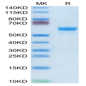 Mouse CLEC4A/DCIR Protein (CLE-MM24A)