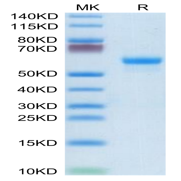Mouse CLEC4A/DCIR Protein (CLE-MM24A)