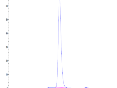 Mouse MDL-1/CLEC5A Protein (CLE-MM25A)