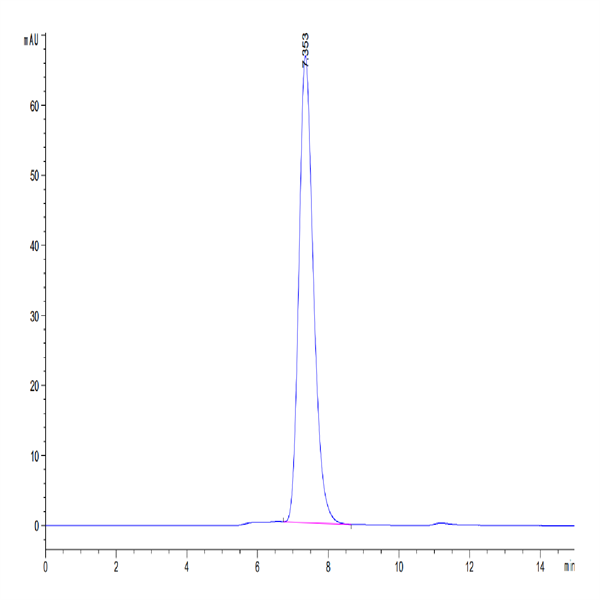 Mouse MDL-1/CLEC5A Protein (CLE-MM25A) Mouse MDL-1/CLEC5A Protein (CLE-MM25A)
