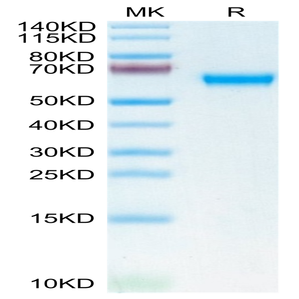 Mouse MDL-1/CLEC5A Protein (CLE-MM25A)