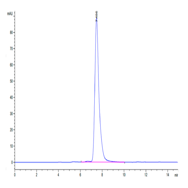 Mouse CLEC7A Protein (CLE-MM27A) Mouse CLEC7A Protein (CLE-MM27A)