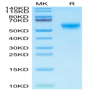 Mouse CLEC7A Protein (CLE-MM27A)