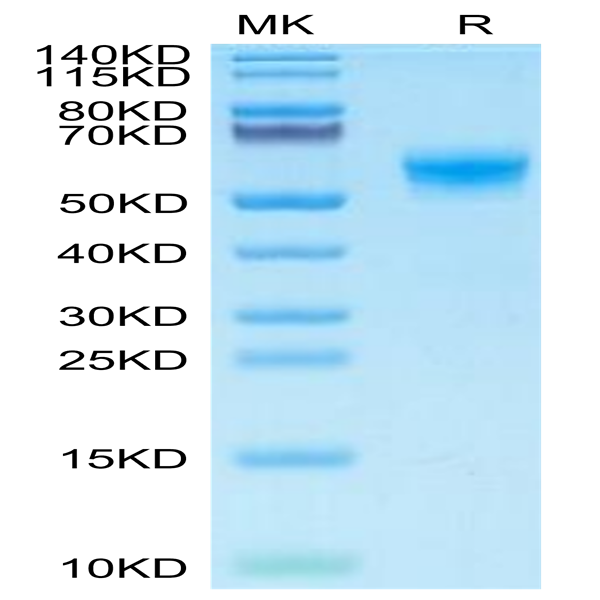 Mouse CLEC7A Protein (CLE-MM27A)
