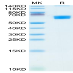 Mouse CLEC9A Protein (CLE-MM29A)