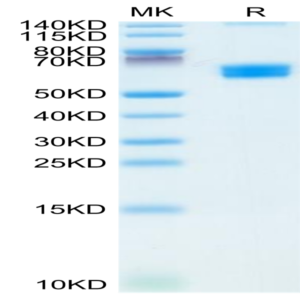 Mouse CLEC9A Protein (CLE-MM29A)