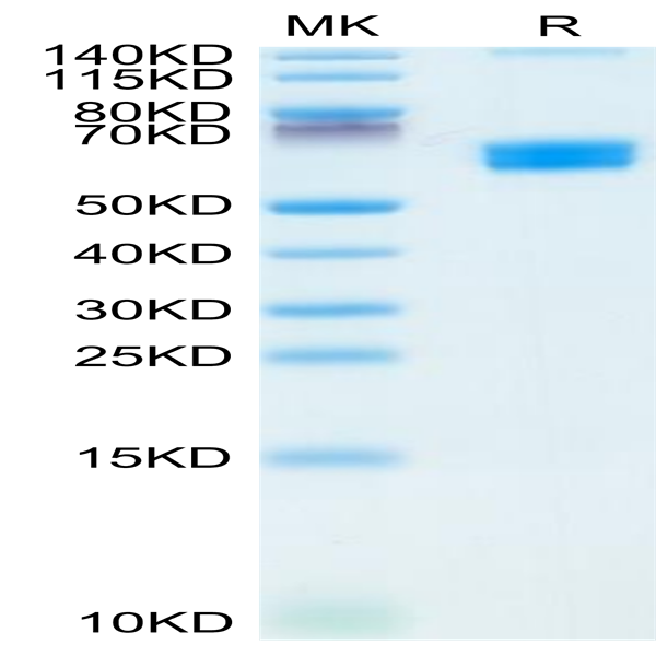 Mouse CLEC9A Protein (CLE-MM29A)