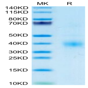 Human Clusterin Protein (CLN-HM101)