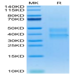 Mouse Clusterin Protein (CLN-MM101)