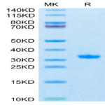 SARS-CoV-2 3CLpro/3C-like Protease Protein (Q189K) (COV-VE0LA)