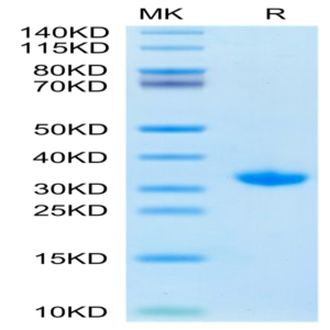 SARS-CoV-2 3CLpro/3C-like Protease Protein (S144A) (COV-VE0LC)