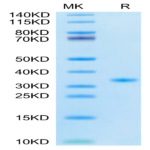 SARS-CoV-2 3CLpro/3C-like Protease Protein (F140A) (COV-VE0LD)