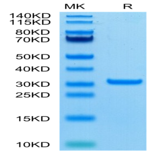 SARS-CoV-2 3CLpro/3C-like Protease Protein (A191V) (COV-VE0LF)