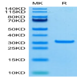 SARS-CoV-2 3CLpro/3C-like Protease Protein (A191T) (COV-VE0LG)