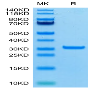 SARS-CoV-2 3CLpro/3C-like Protease Protein (A191T) (COV-VE0LG)