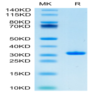 SARS-CoV-2 3CLpro/3C-like Protease Protein (L167F) (COV-VE0LH)