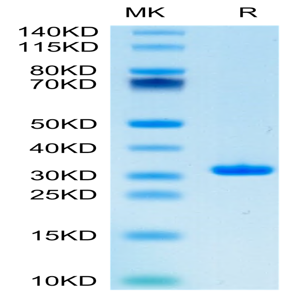 SARS-CoV-2 3CLpro/3C-like Protease Protein (L167F) (COV-VE0LH)