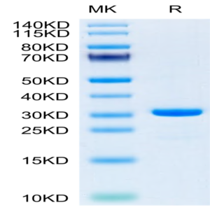 SARS-CoV-2 3CLpro/3C-like Protease Protein (E166A) (COV-VE0LI)