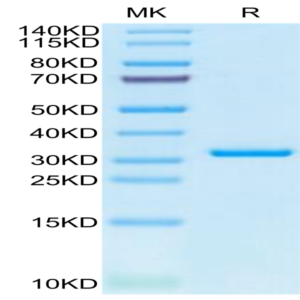 SARS-CoV-2 3CLpro/3C-like Protease Protein (L50F