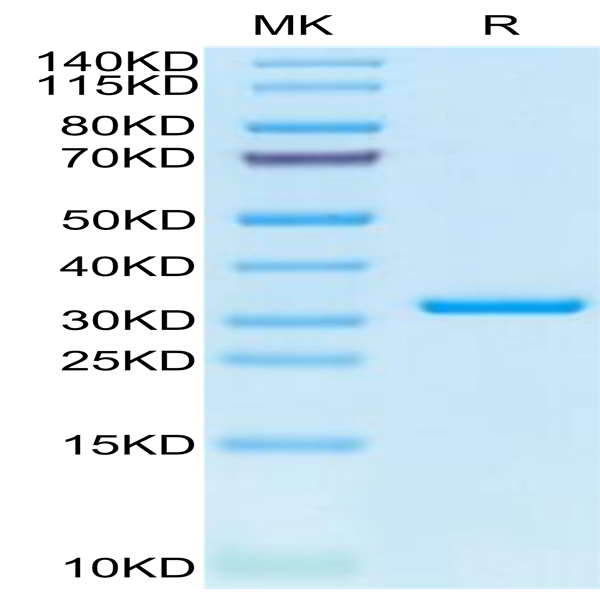 SARS-CoV-2 3CLpro/3C-like Protease Protein (L50F SARS-CoV-2 3CLpro/3C-like Protease Protein (L50F