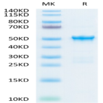 SARS-COV-2 Nucleocapsid Protein (COV-VE4NP)