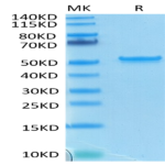 Bioytinylated SARS-COV-2 Nucleocapsid Protein (COV-VE4NPB)