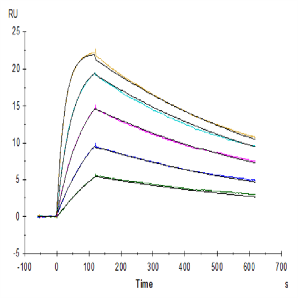 SARS-COV-2 Spike RBD (N501Y) Protein (COV-VM1BY) SARS-COV-2 Spike RBD (N501Y) Protein (COV-VM1BY)