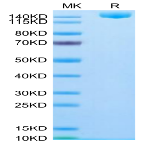 SARS-COV-2 Spike S (Omicron B.1.1.529) Trimer Protein (COV-VM1FO)