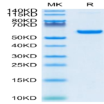 SARS-COV-2 Spike RBD Protein (COV-VM2BD)