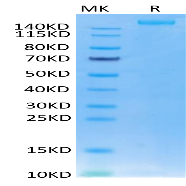 SARS-COV-2 Spike S Trimer Protein (COV-VM2SS)