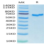SARS-COV-2 Spike RBD Protein (COV-VM3BD)