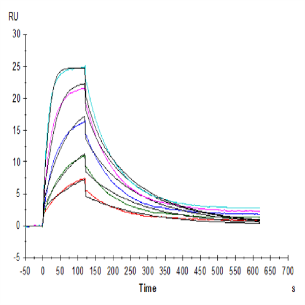 SARS-COV-2 Spike RBD Protein (COV-VM4BD) SARS-COV-2 Spike RBD Protein (COV-VM4BD)