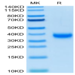 Biotinylated SARS-COV-2 Spike RBD Protein (COV-VM4BDB)
