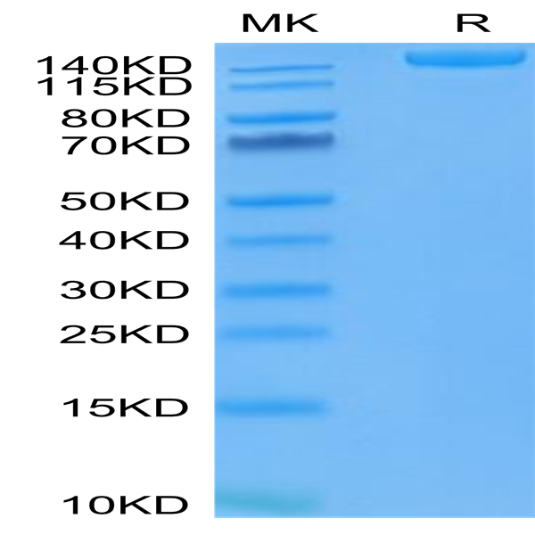 SARS-COV-2 Spike S Trimer (D614G) Protein (COV-VM4LG)