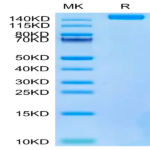 Biotinylated SARS-COV-2 Spike S Trimer Protein (COV-VM4SSB)
