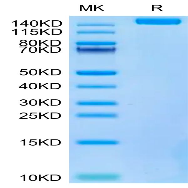 Biotinylated SARS-COV-2 Spike S Trimer Protein (COV-VM4SSB)