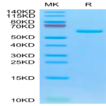 Biotinylated SARS-COV-2 Spike RBD Protein (COV-VM5BDB)