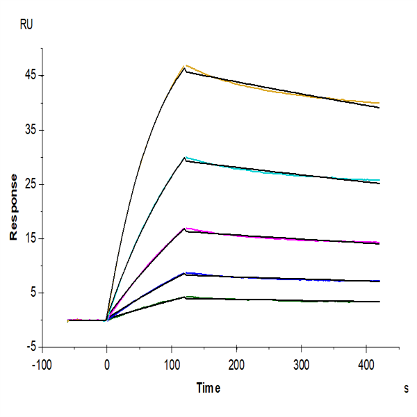 SARS-COV-2 Spike S1 Protein (COV-VM5S1) SARS-COV-2 Spike S1 Protein (COV-VM5S1)