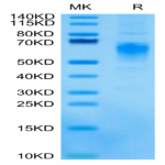 Cynomolgus CRTAM Protein (CRM-CM101)
