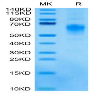 Cynomolgus CRTAM Protein (CRM-CM101)