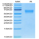 Canine CRTAM Protein (CRM-DM101)