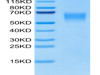 Canine CRTAM Protein (CRM-DM101)