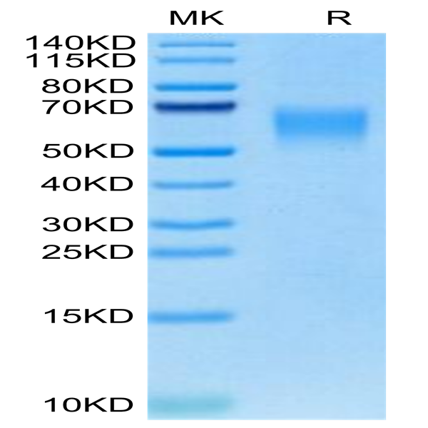Canine CRTAM Protein (CRM-DM101) Canine CRTAM Protein (CRM-DM101)