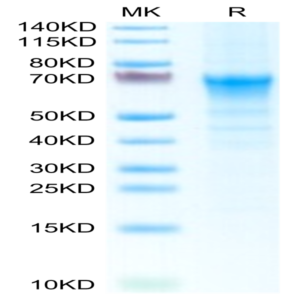 Mouse CRTAM Protein (CRM-MM101)