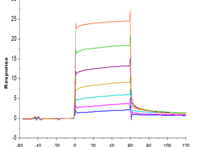 Cynomolgus M-CSF/CSF-1 Protein (CSF-CM101)