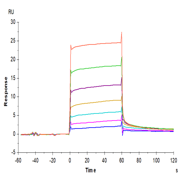 Cynomolgus M-CSF/CSF-1 Protein (CSF-CM101)